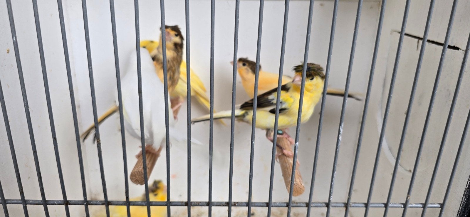 kanarie, Dieren en Toebehoren, Vogels | Kanaries