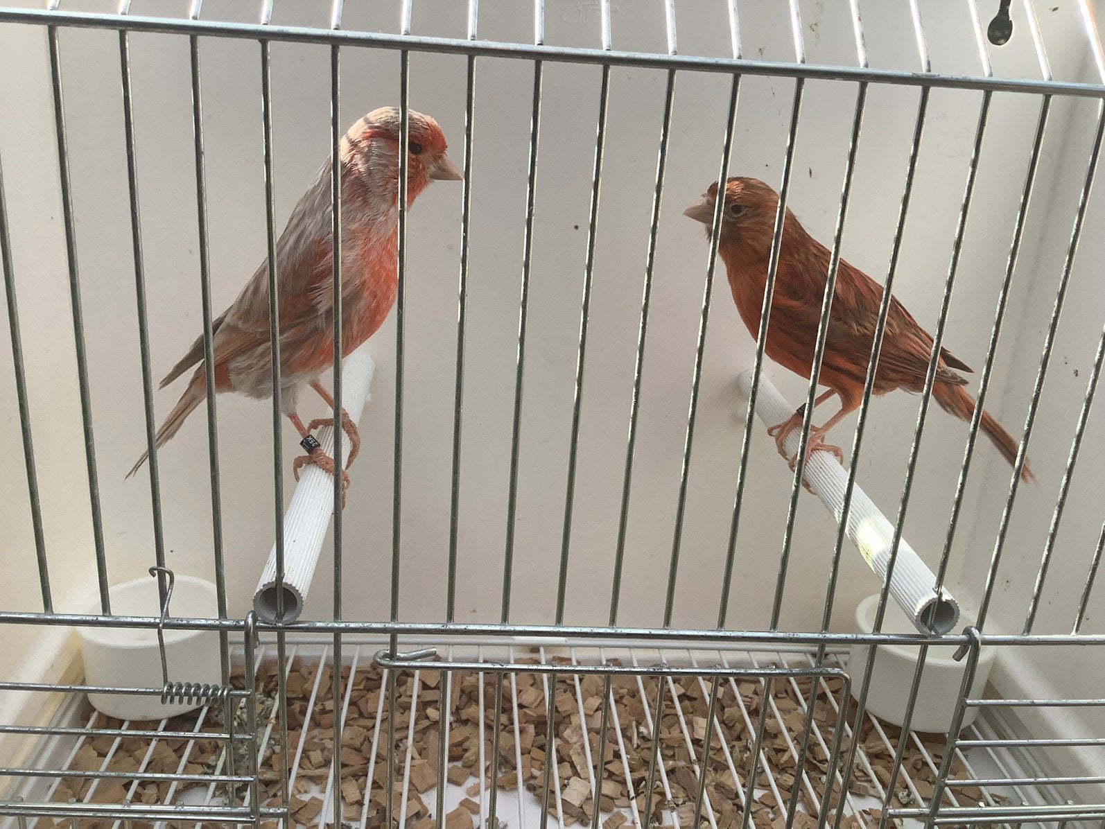 Koppel kleurkanaries, Animaux & Accessoires, Oiseaux | Canaris, Plusieurs animaux, Canari de couleur