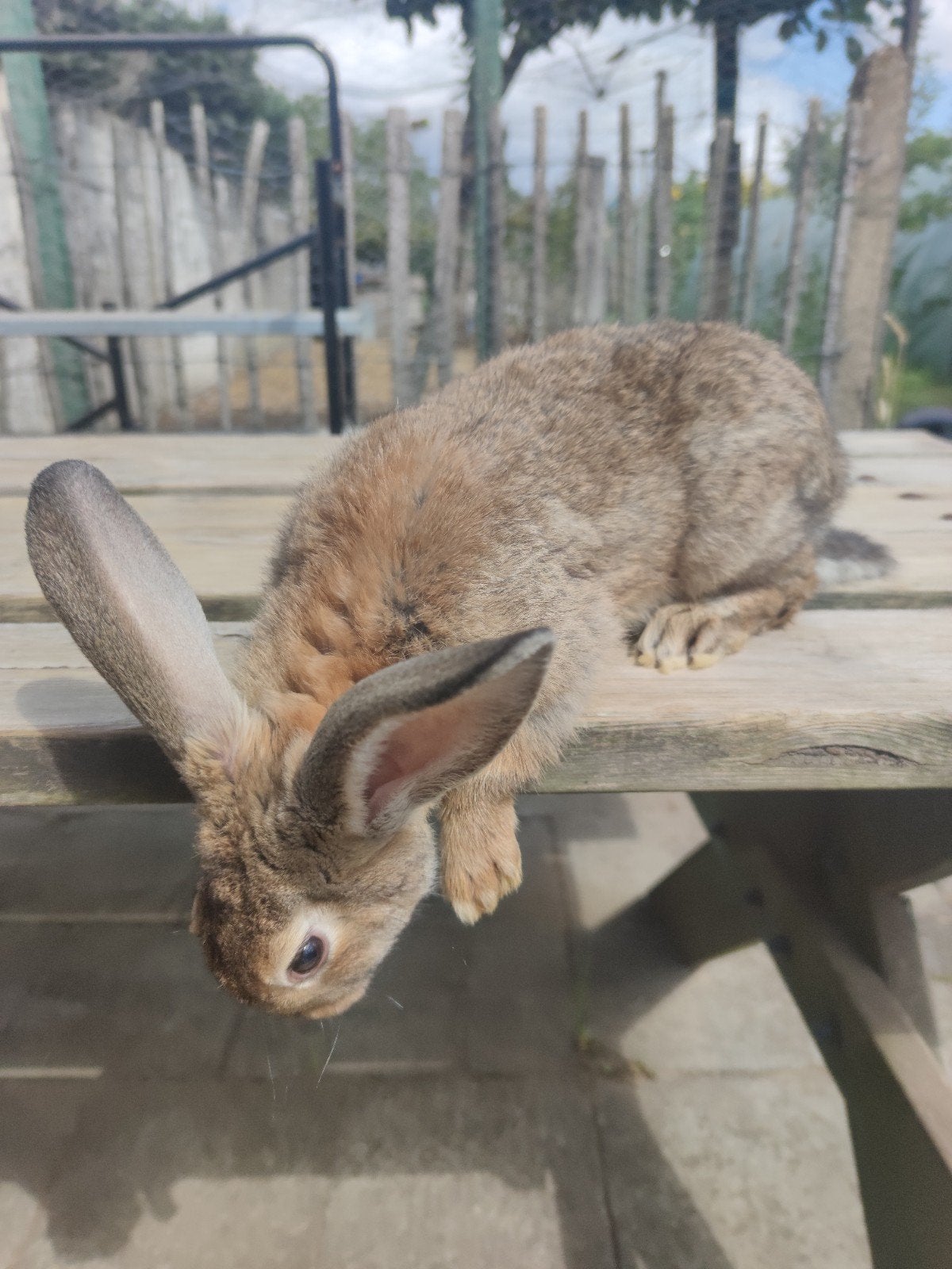 Konijn moeren bijna 4 maanden oud, Dieren en Toebehoren, Overige Dieren, Vrouwelijk, April