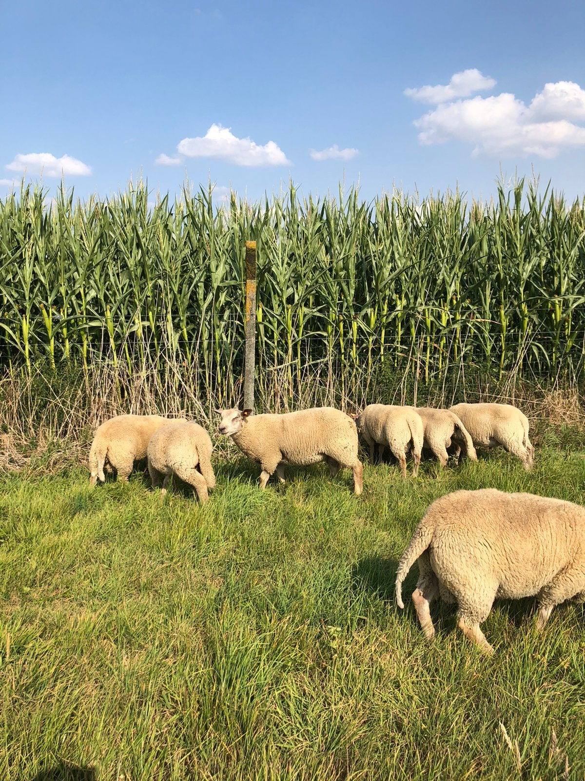 Ramlammeren te koop, Animaux & Accessoires, Mâle, Mouton, 0 à 2 ans