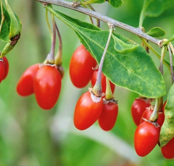 Gojibes plant, Tuin en Terras, Ophalen