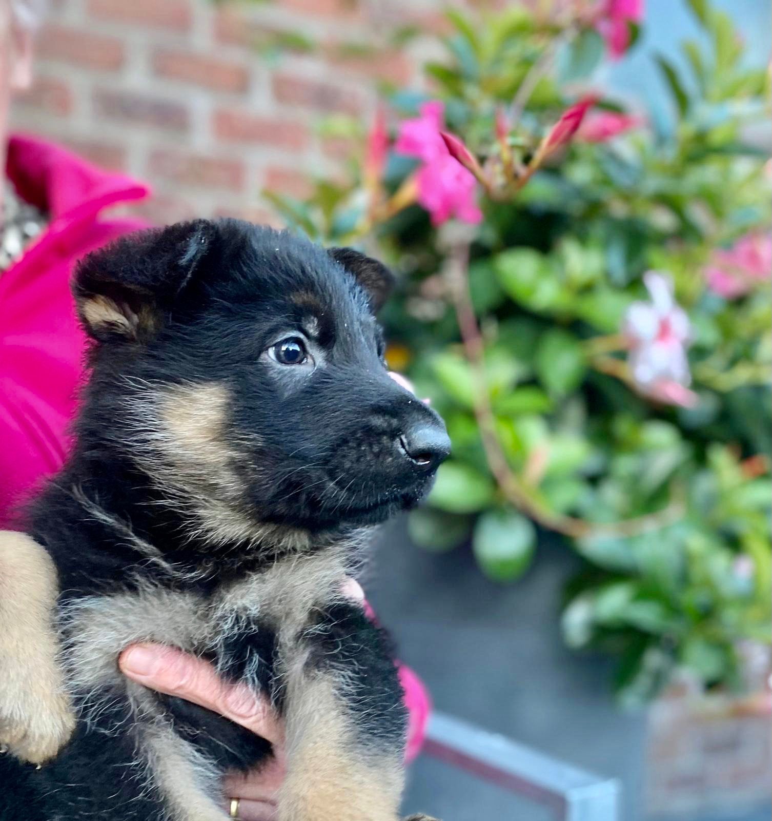 Zalige Duitse Herder pups bij ons thuis op de boerderij ! 🤎, België, Fokker | Hobbymatig, CDV (hondenziekte), 8 tot 15 weken