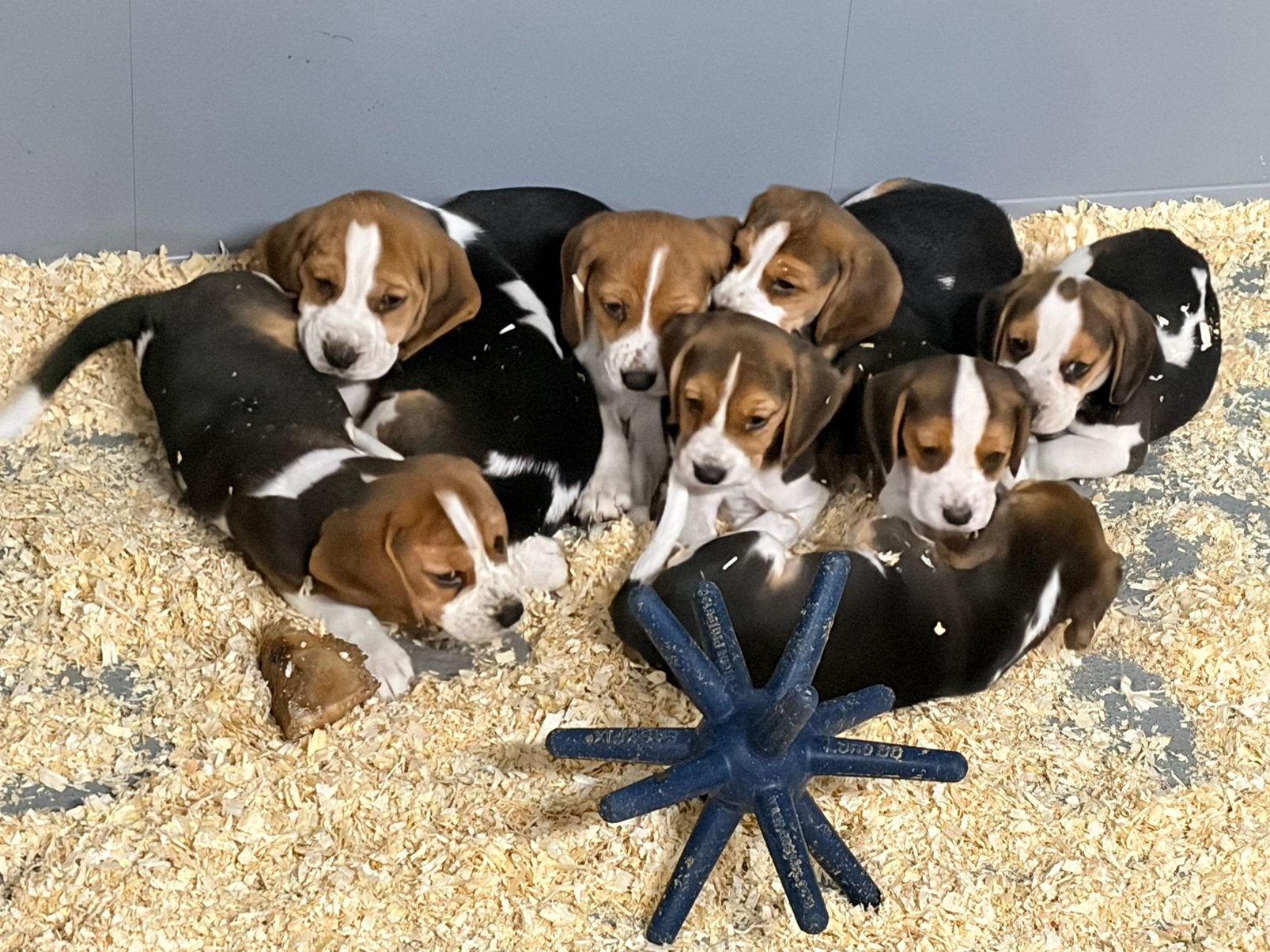 Speelse Beagle pups, Beagle, Plusieurs, Belgique, Plusieurs animaux