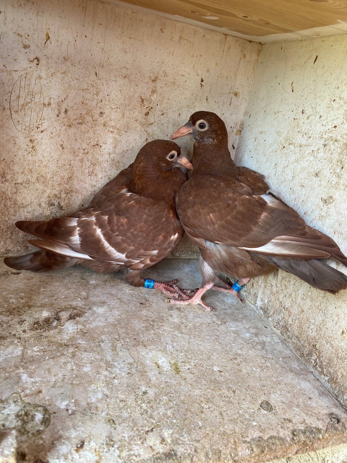 Meulemans duiven, Meerdere dieren, Postduif