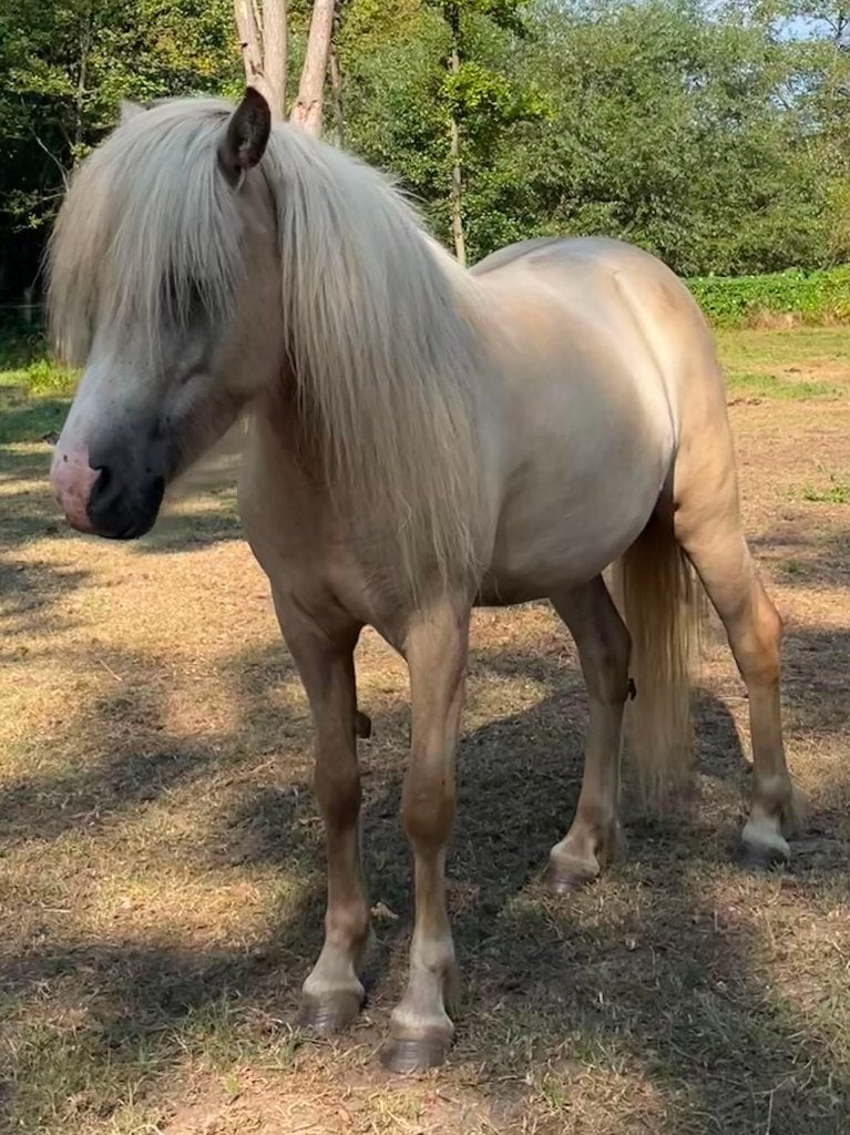 Prachtige Ijslandse merrie, Dieren en Toebehoren, Merrie, Met stamboom, Zadelmak, 3 tot 6 jaar
