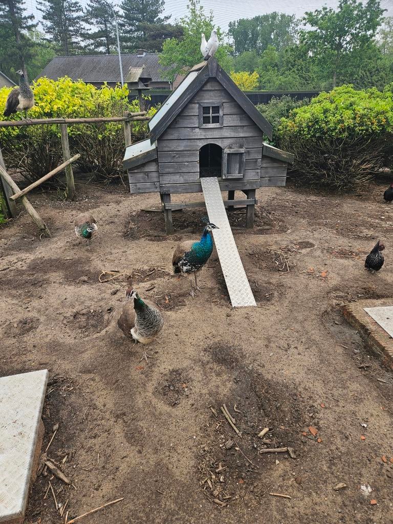 Pauwen, Dieren en Toebehoren, Pluimvee