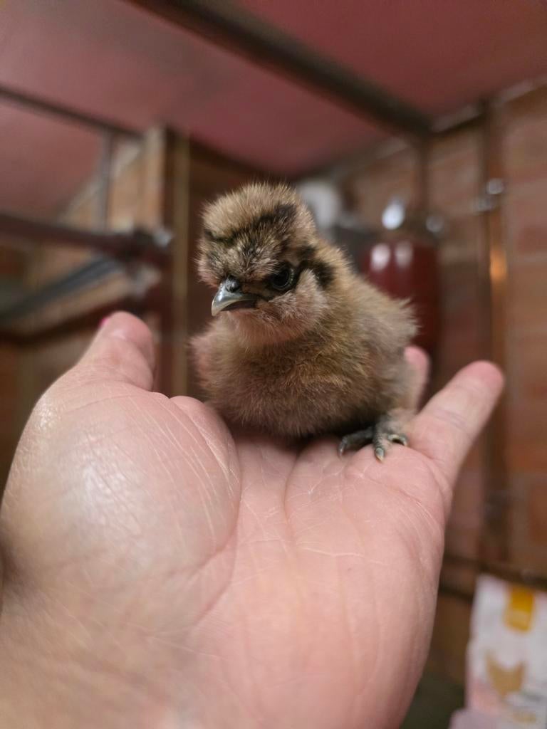 kuikens zijdehoen / cochin, Dieren en Toebehoren