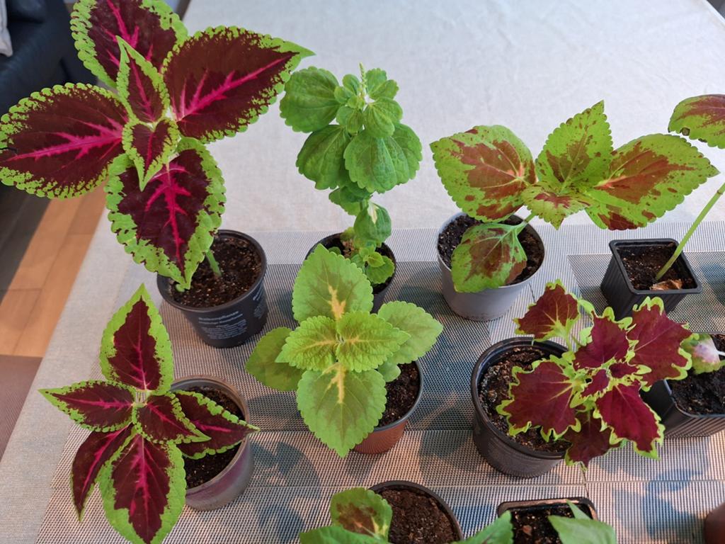 Kleurrijke siernetels/coleus, Huis en Inrichting, Ophalen