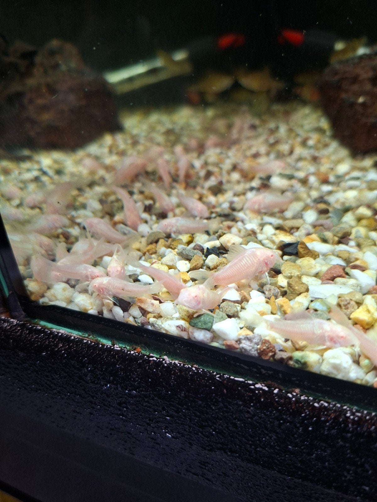 corydoras albino  2cm locatie maastricht