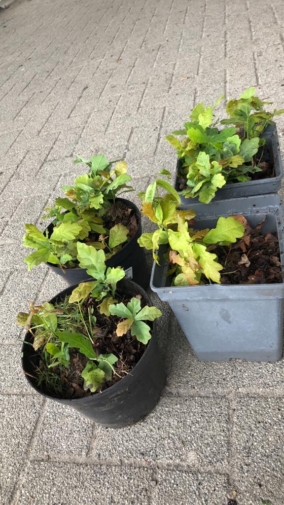 Kleine eikelboompjes, Ophalen