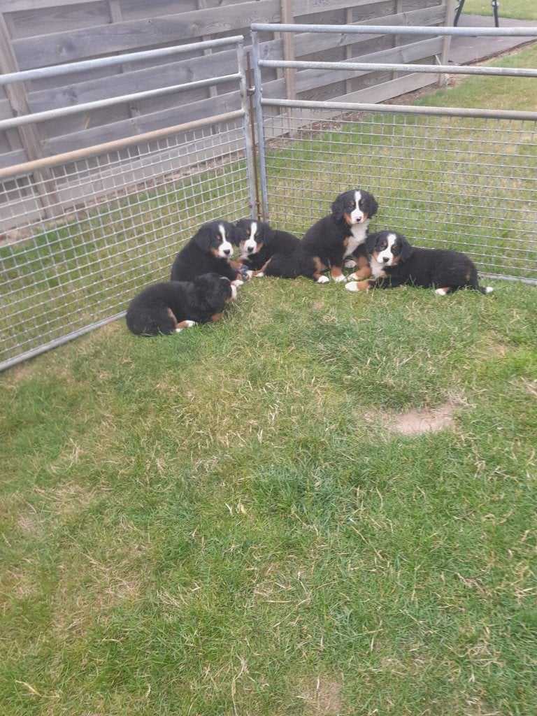 Berner Sennen pups, Parvo, België, 8 tot 15 weken, Meerdere