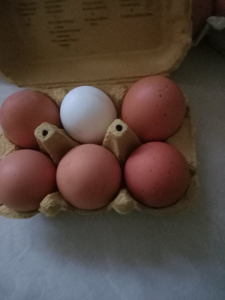 Verse eieren, Dieren en Toebehoren, Vrouwelijk, Kip
