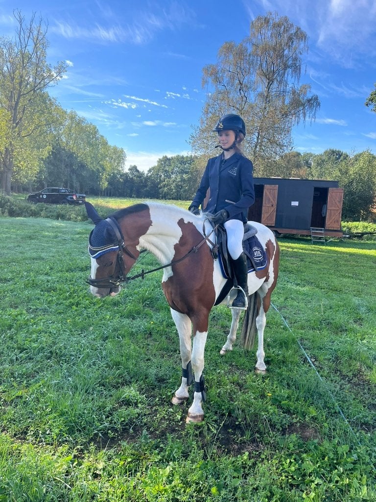 Superbrave D-Pony, ruin, Dieren en Toebehoren, Pony's, Met stamboom, B, Ruin, Springpony