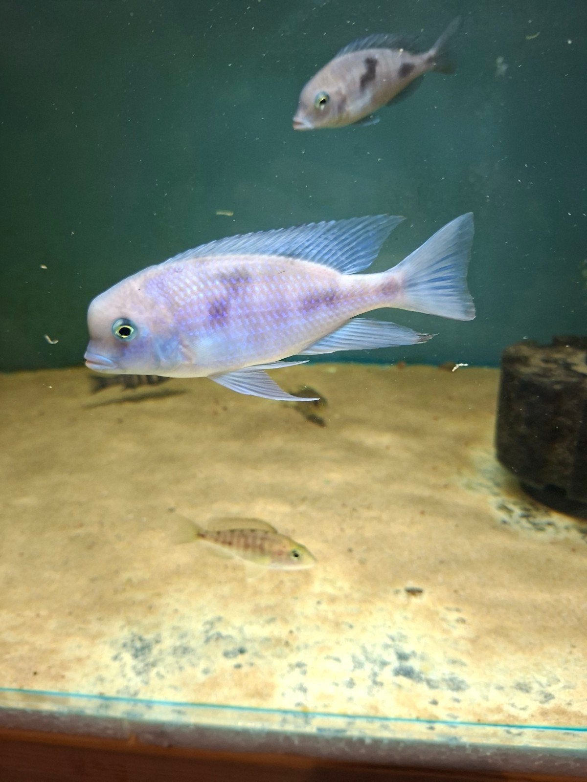 cichlides malawi cyrtocara moori