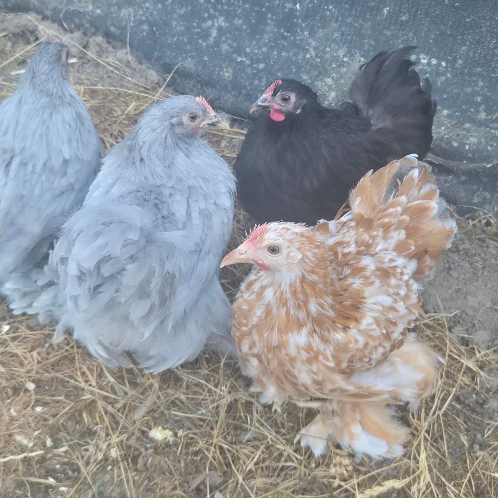 cochin kriel hennetjes te koop