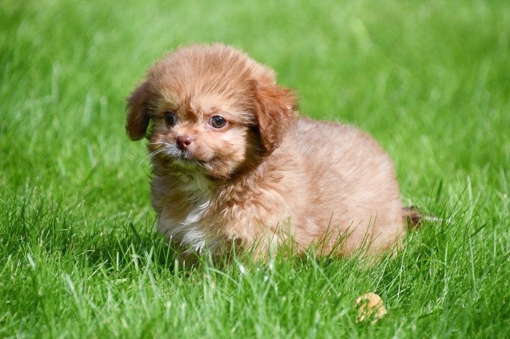 Chiots Shih Tzu x Chihuahua à vendre, Maladie de Carré (chiens), Autres races, Plusieurs, Belgique