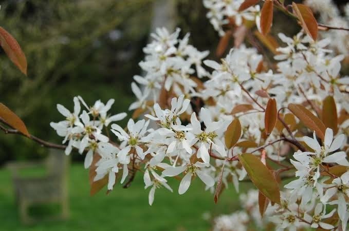 Amelanchier lamarckii - krentenboom, Ophalen, Zomer