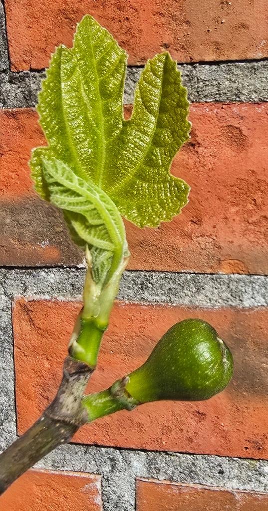 Figuier Brown Turkey Ficus Carica 1v2, Jardin & Terrasse, Plantes | Arbres fruitiers, Figuier, Moins de 100 cm, Plein soleil, Automne