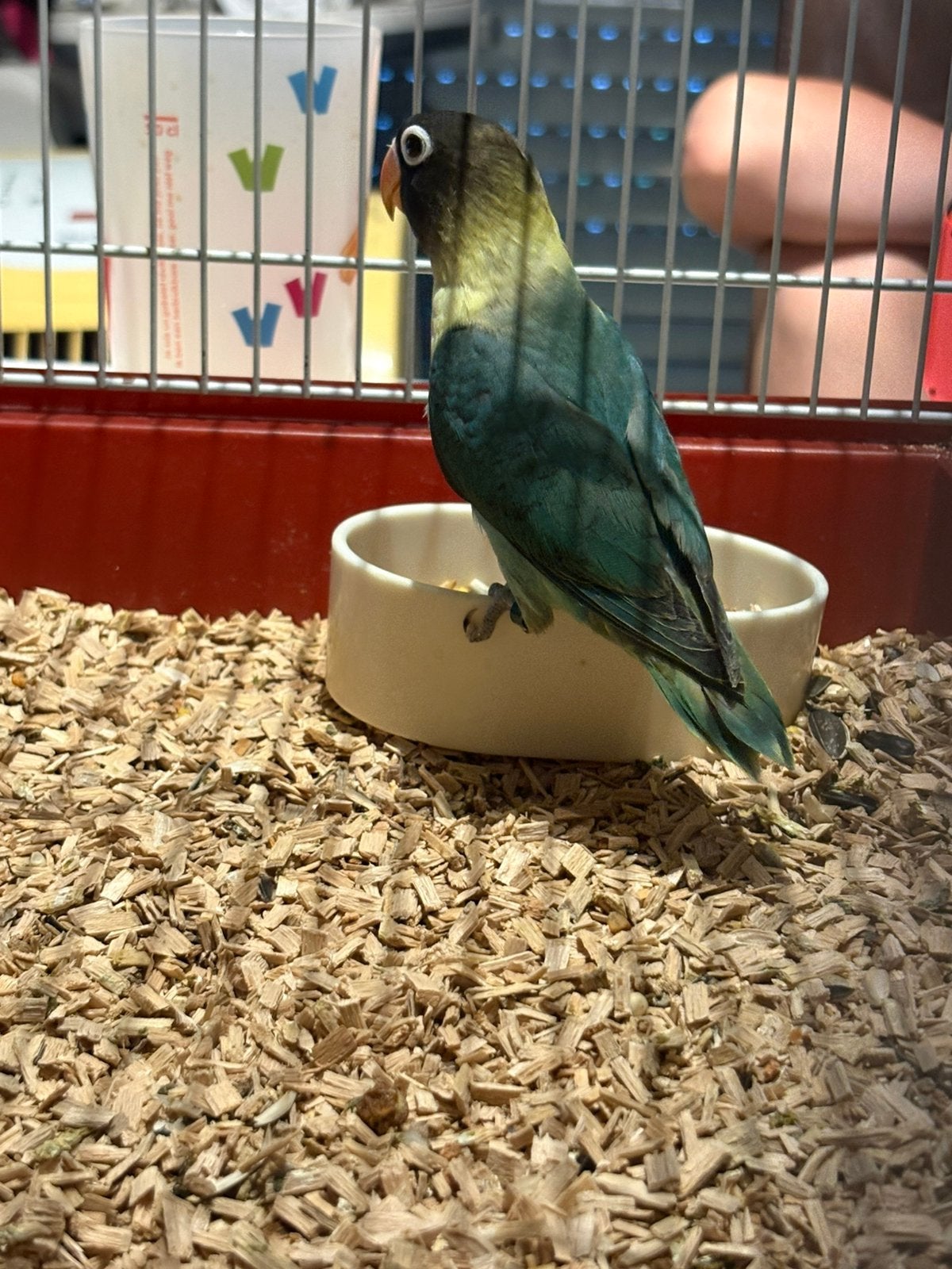 agapornis personata pop, Vrouwelijk, Dwergpapegaai of Agapornis, Geringd