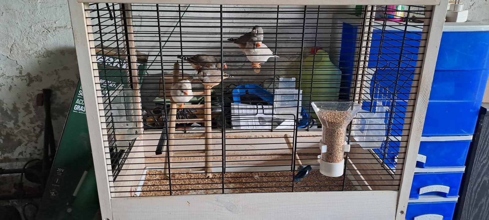 Zebravinken 5€ per vogel 20€ voor alle vijf.., Meerdere dieren