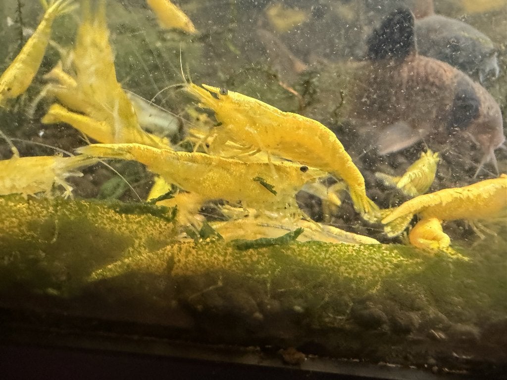 Neocaridina gele garnalen yellow fire, Dieren en Toebehoren, Vissen | Aquariumvissen, Kreeft, Krab of Garnaal, Zoetwatervis
