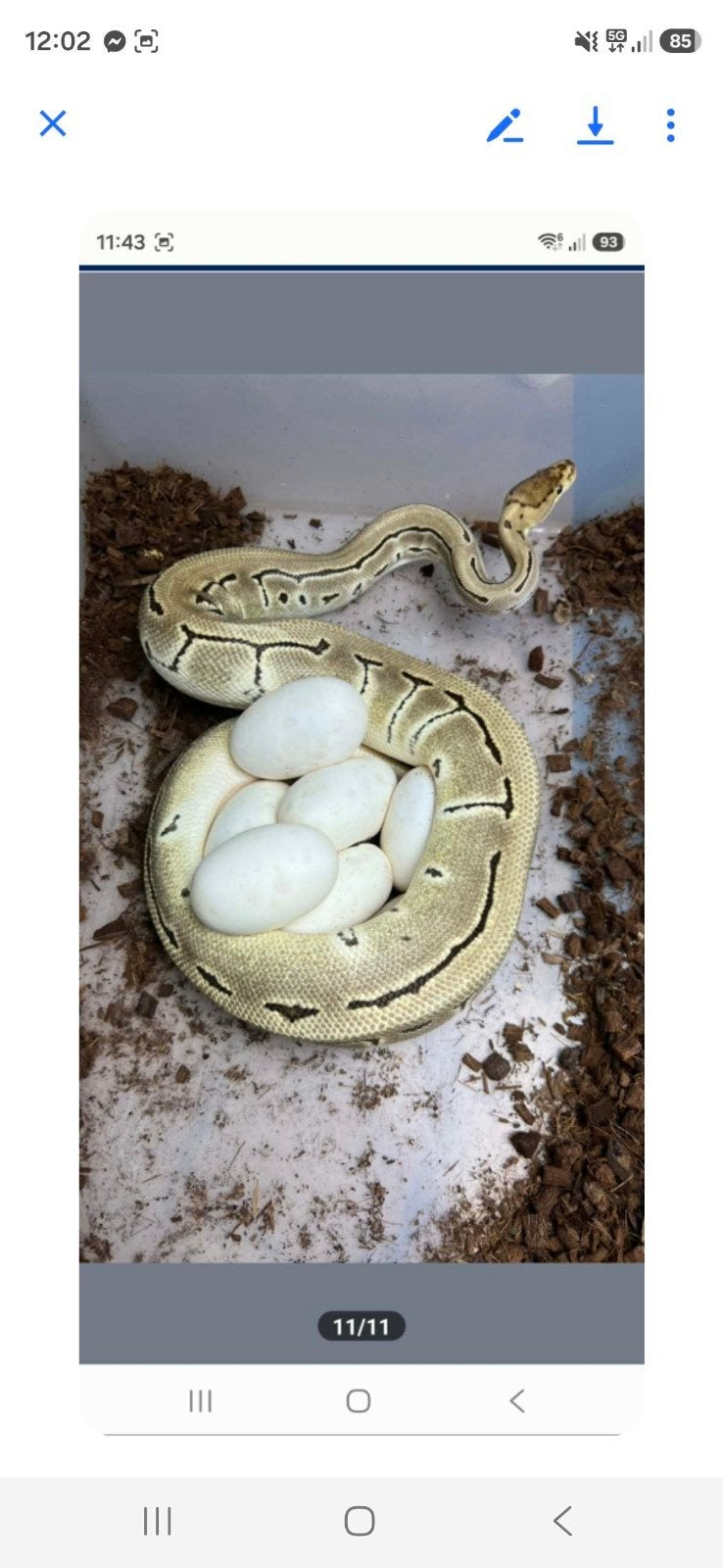 Koning pythons, Dieren en Toebehoren