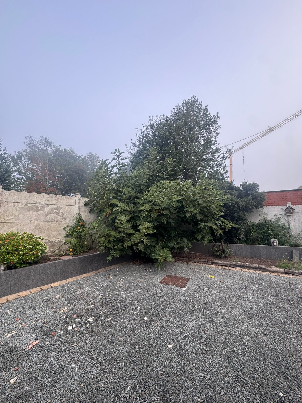 Vijgenboom, Tuin en Terras, Ophalen, Halfschaduw, Overige soorten, 250 tot 400 cm
