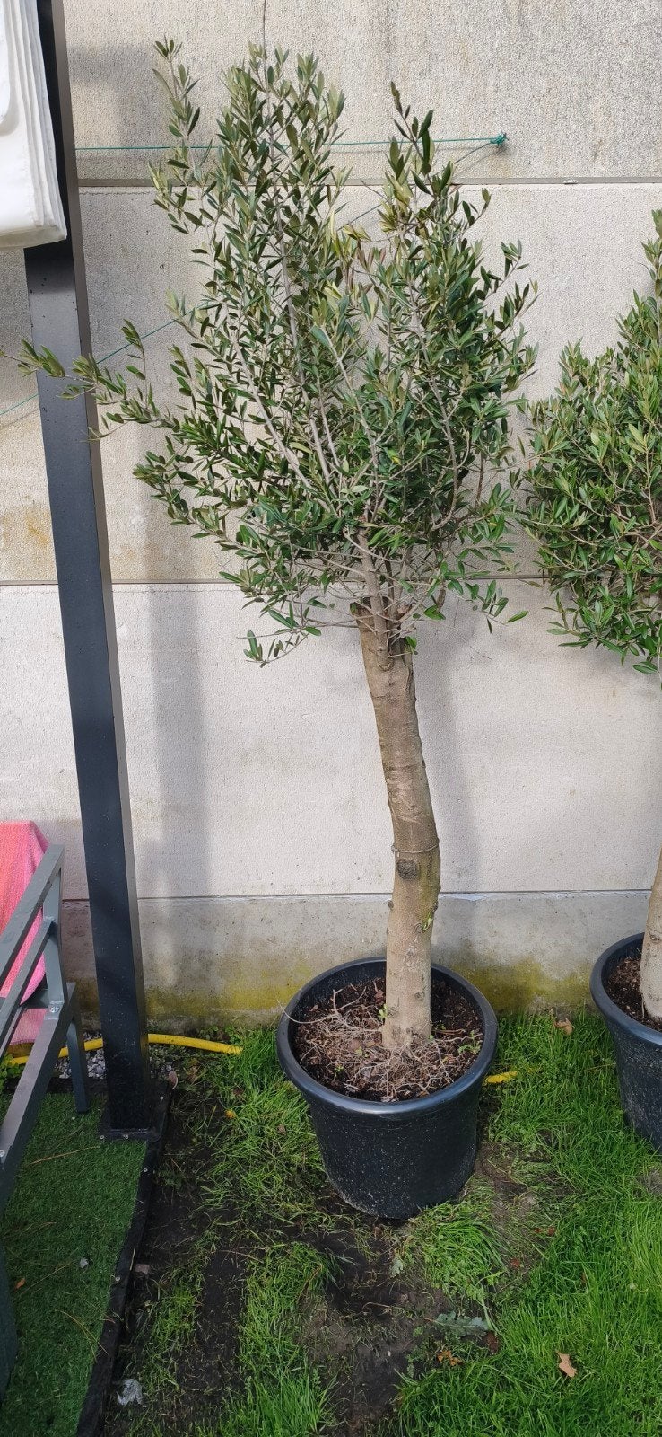 Prachtige Olijfbomen op stam (Olea europaea) – 3 stuks besch, Tuin en Terras, 100 tot 250 cm, Olijfboom, Zomer, Ophalen
