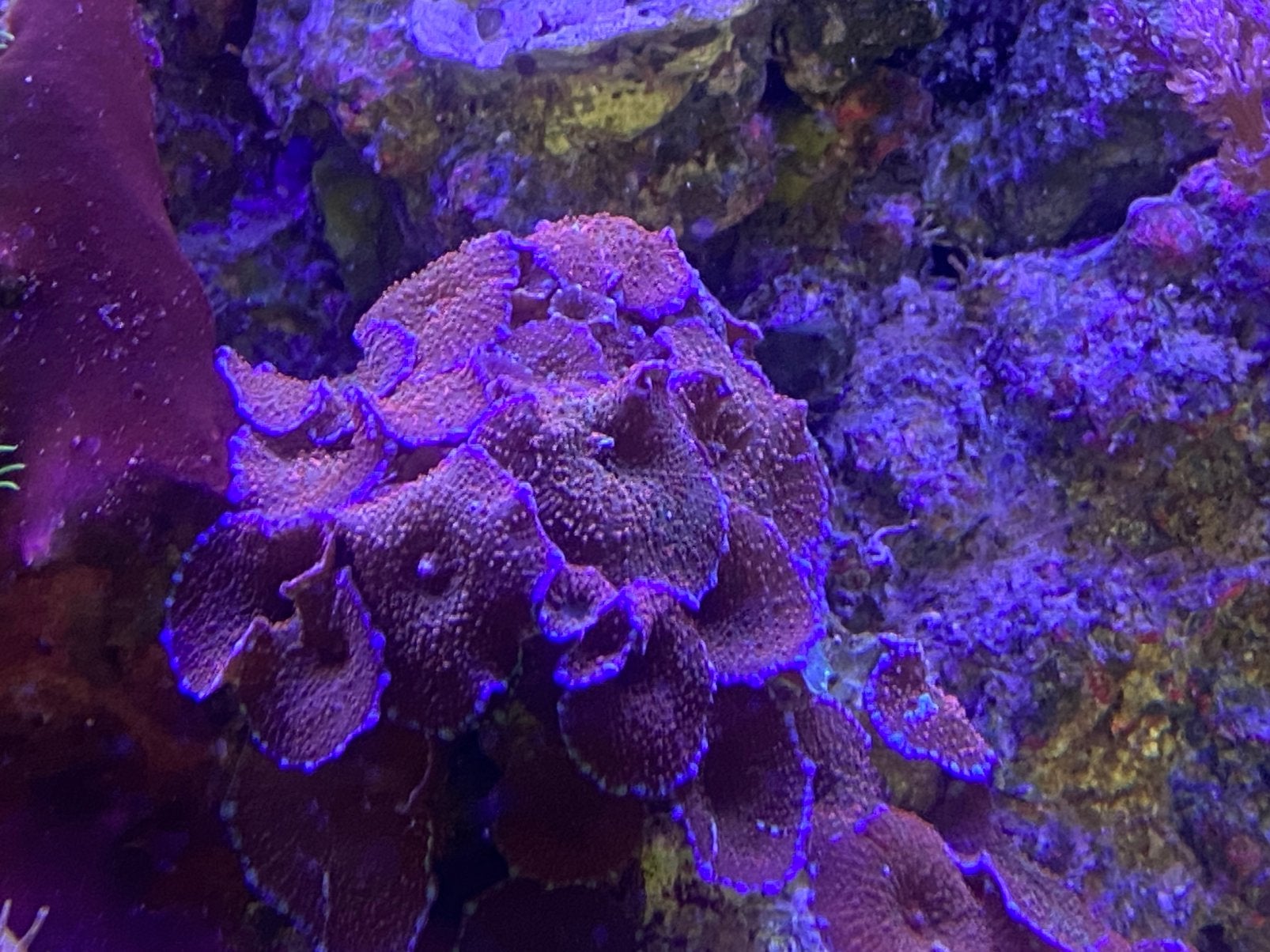 Mooie koralen uit  zeeaquarium  te koop, Dieren en Toebehoren, Vissen | Aquariumvissen, Zoutwatervis
