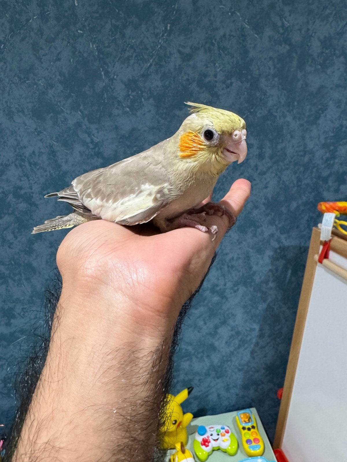 Bébé Calopsitte à vendre super apprivoisée