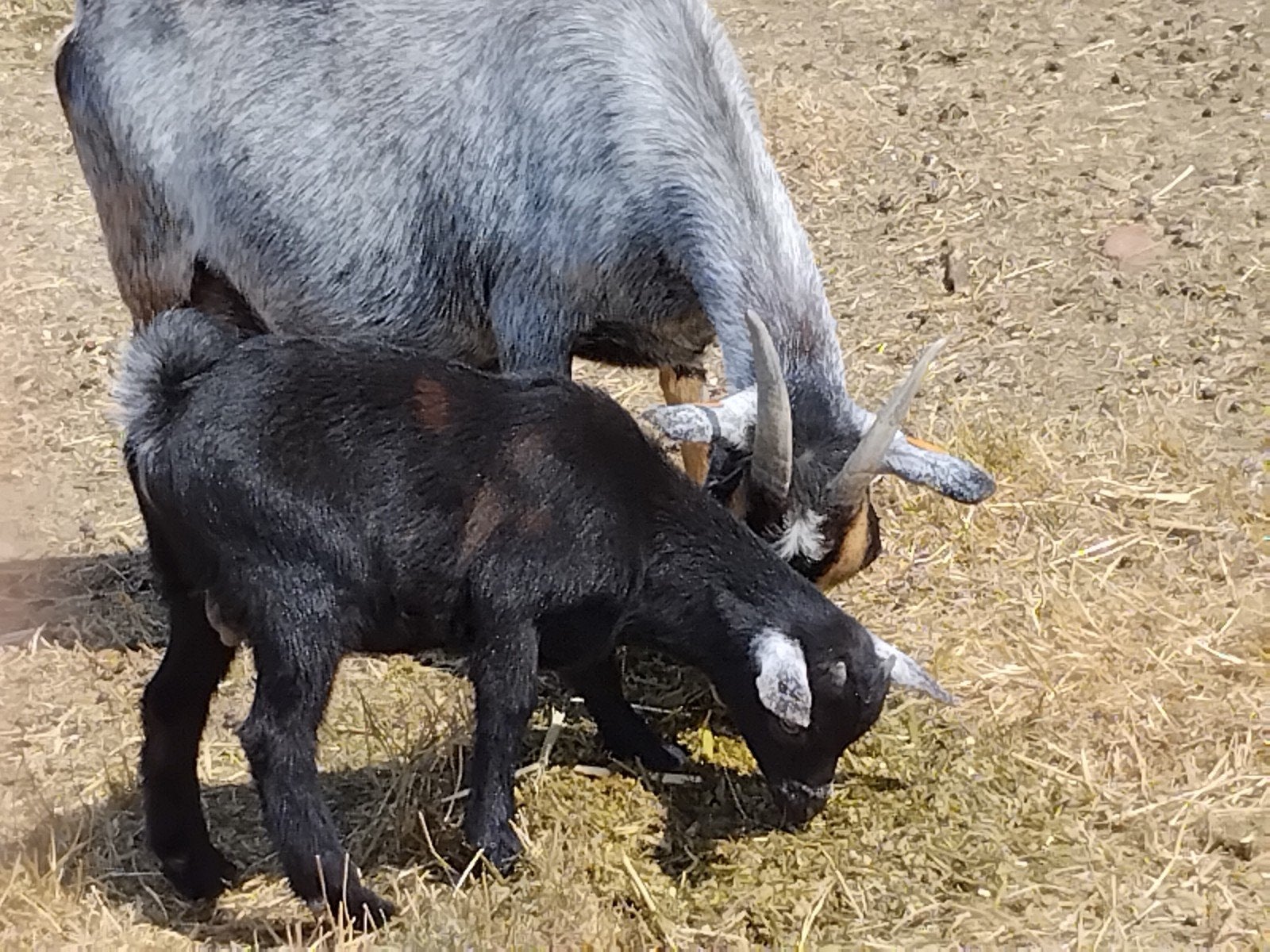 geit met bokje, Dieren en Toebehoren, Schapen, Geiten en Varkens, Vrouwelijk, Geit, 0 tot 2 jaar