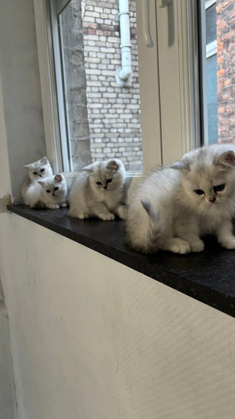 Chaton british persian