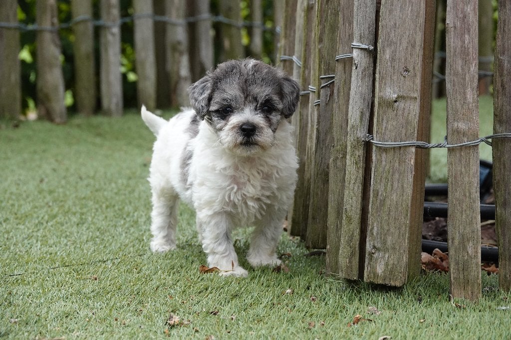 Prachtige Bleu Merle Maltipoo pup, Dieren en Toebehoren, België, Parvo, 8 tot 15 weken, Eén hond
