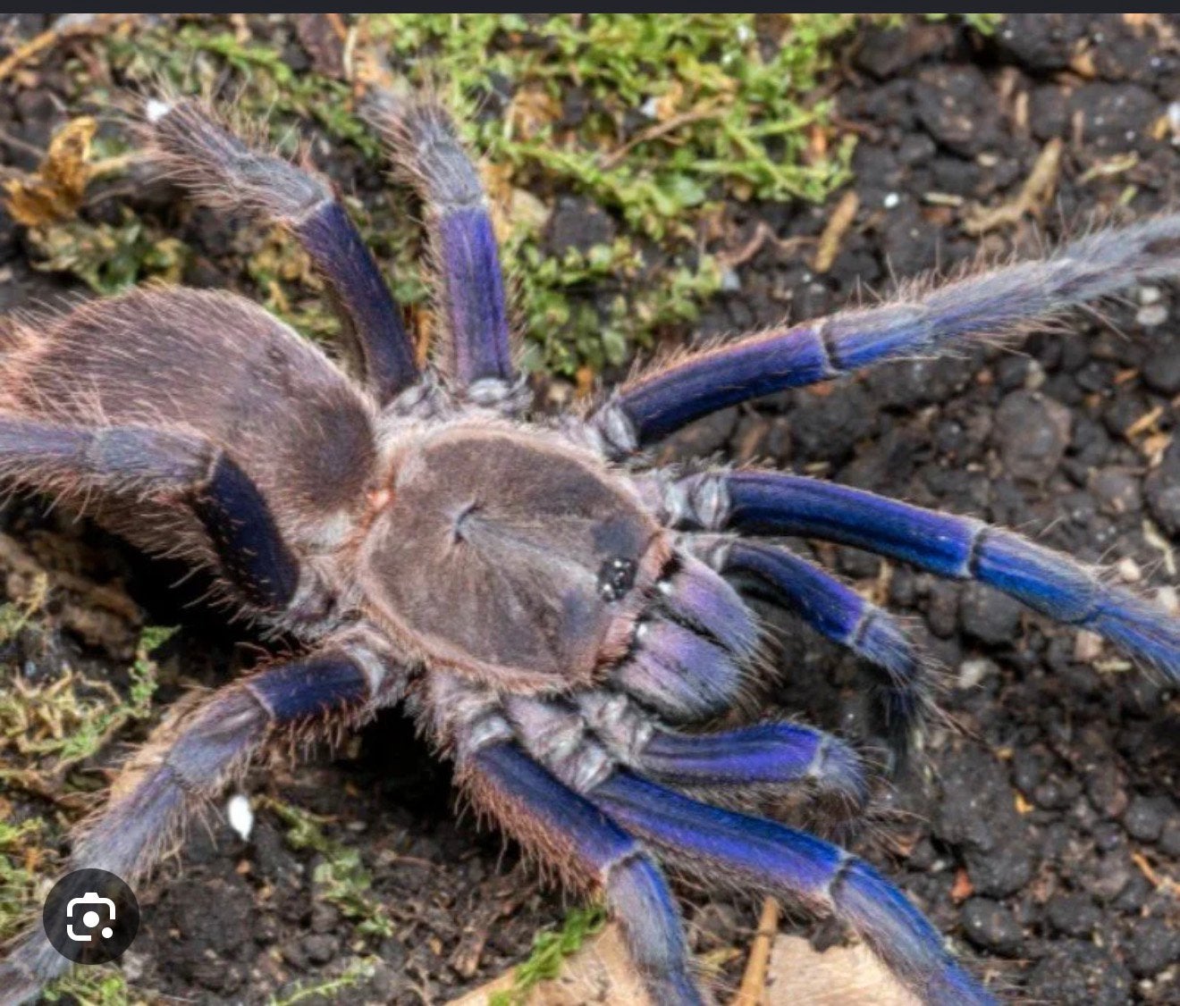 De Chilobrachys dyscolus slings te koop !!!, Dieren en Toebehoren, Insecten en Spinnen, Spin of Schorpioen