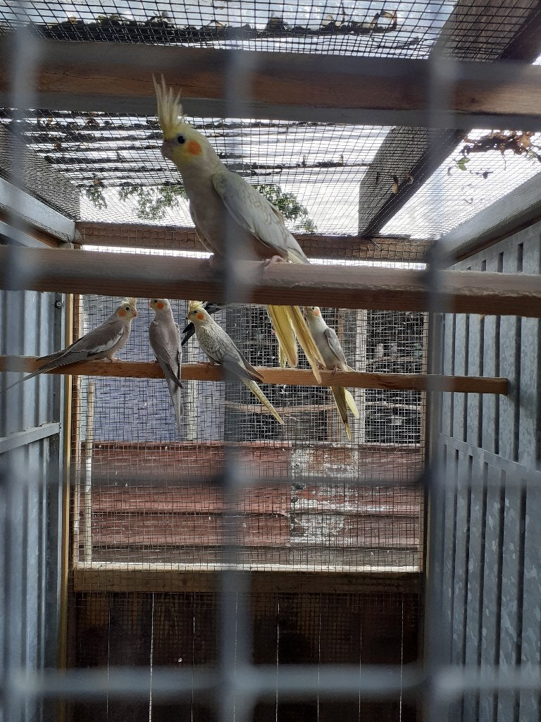 valkparkieten, Dieren en Toebehoren