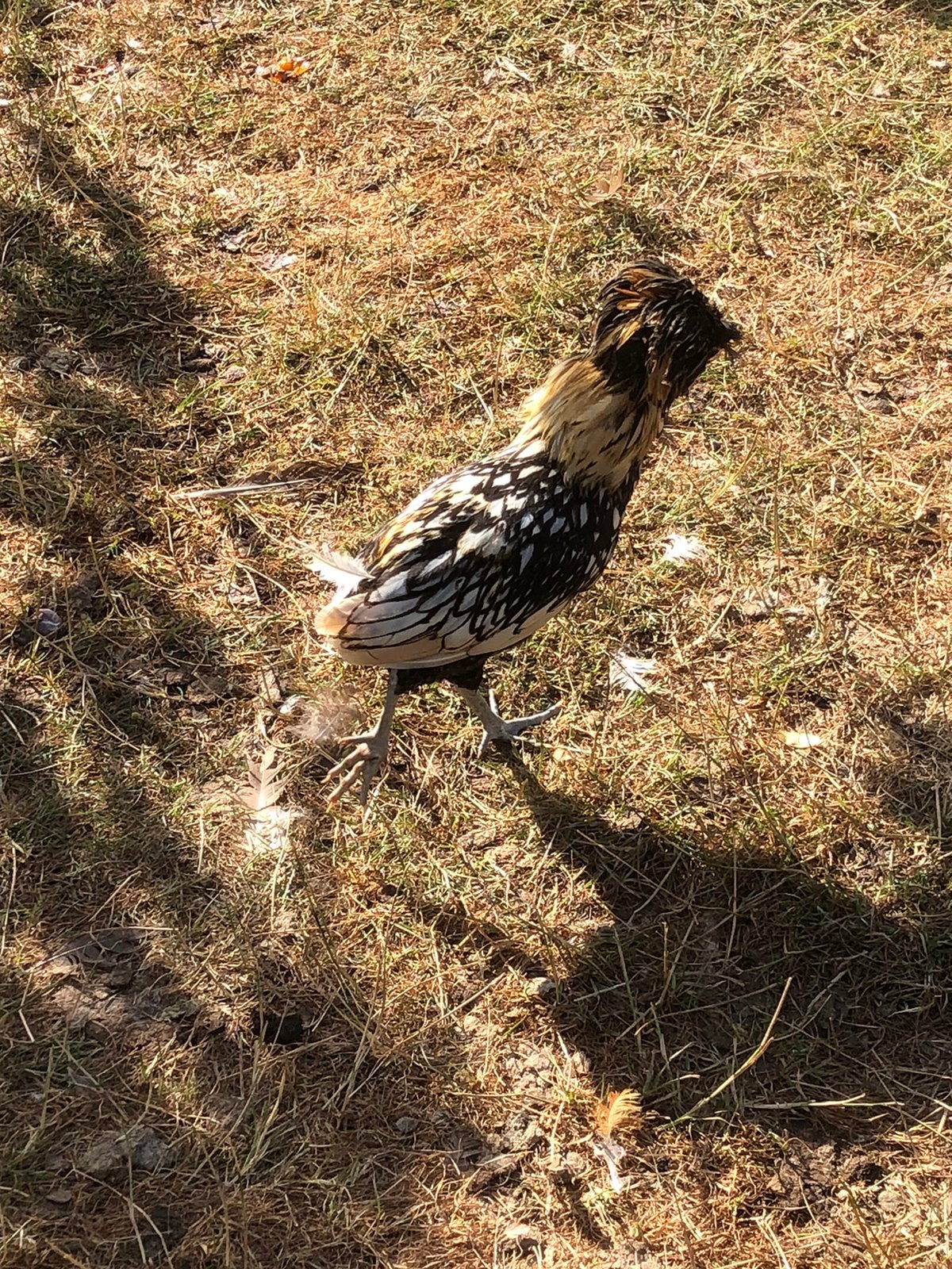 Padua kippen, Femelle, Poule ou poulet