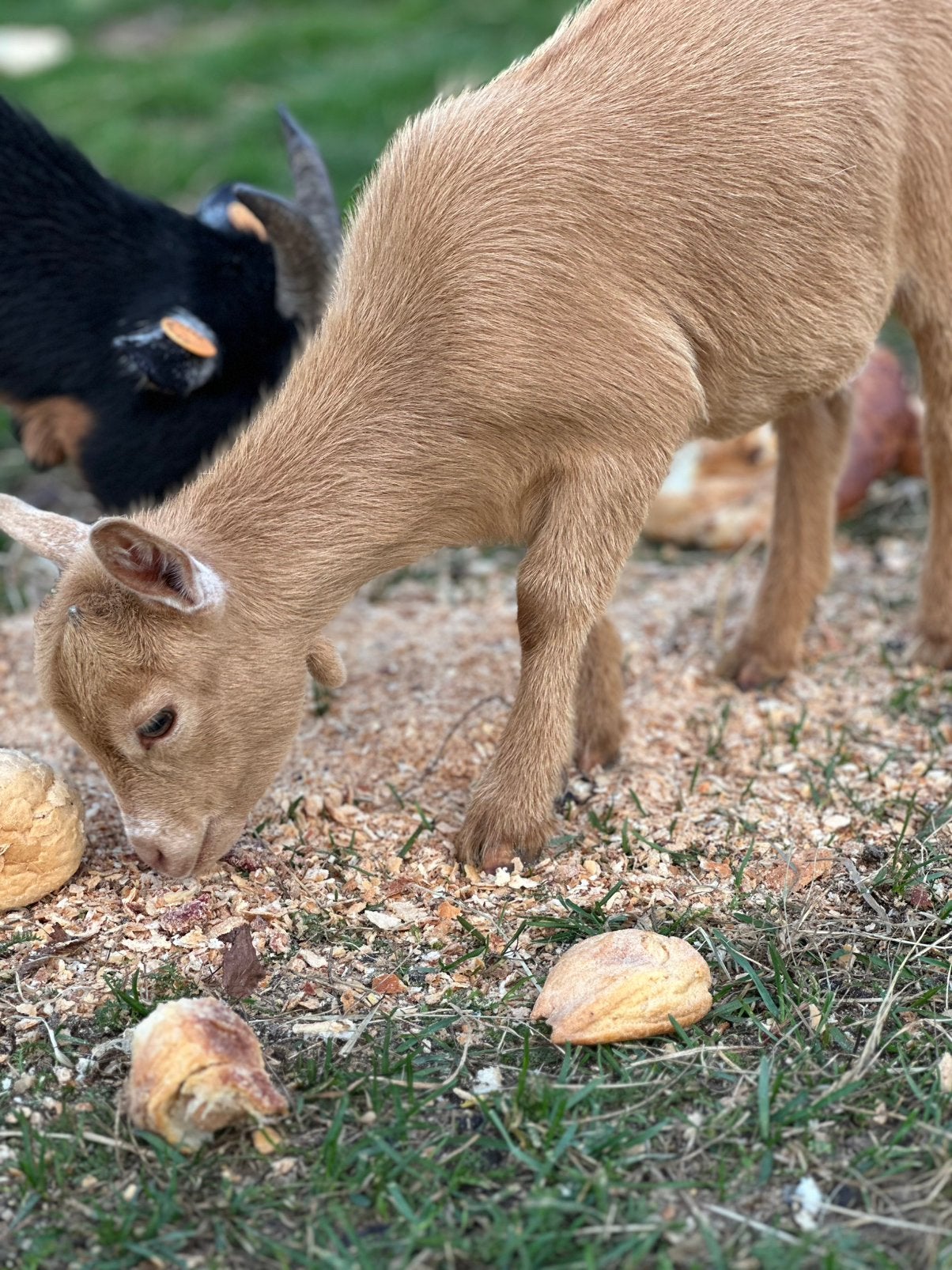 Dwerggeit mieke camel met belletjes, Femelle, Chèvre, 0 à 2 ans