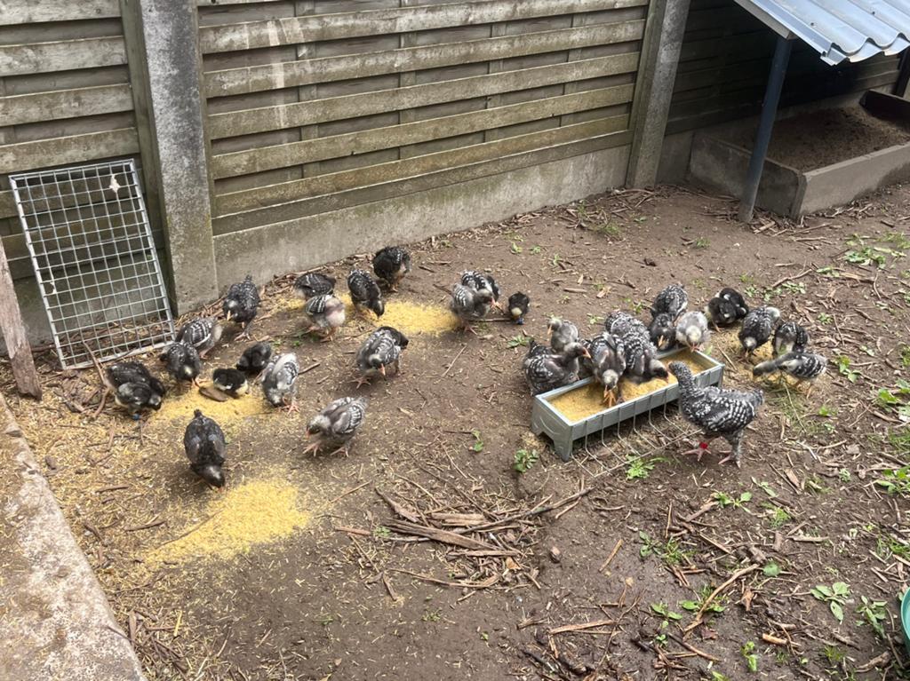 Kuikens Mechelse koekoek