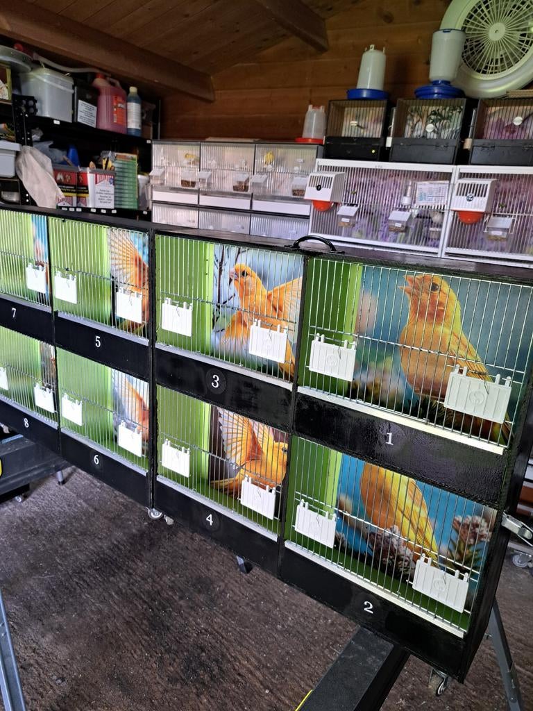 Zang kooitjes of voor naar een verkoop te gaan, Dieren en Toebehoren, Ophalen