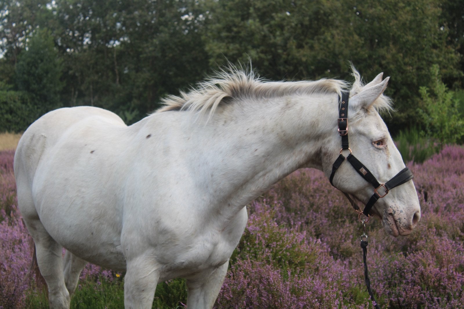 Allerbraafste ruin ter adoptie/lease, 11 ans ou plus, Hongre, Poney de récréation, L