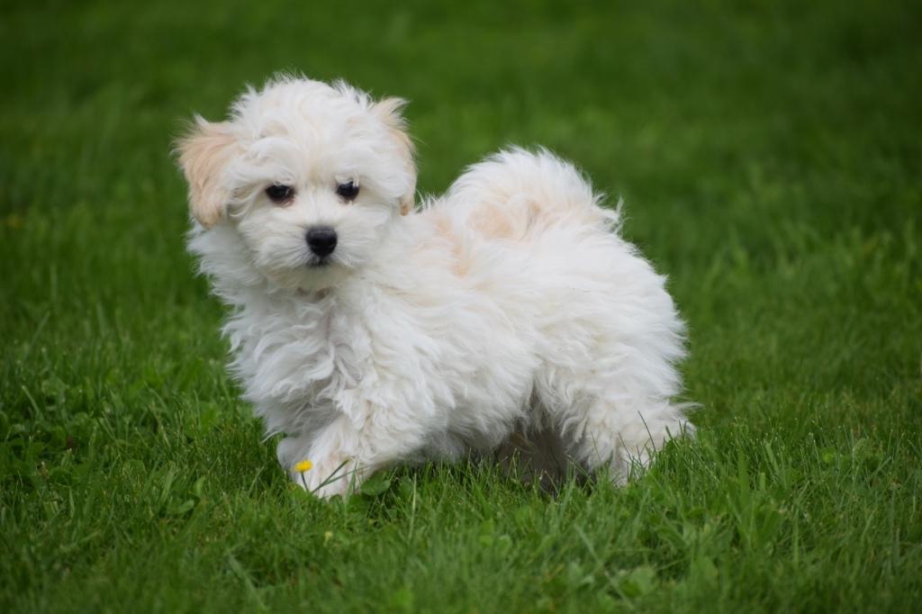 Chiots Maltipoo de toutes les couleurs, 15 semaines à 1 an, Hépatite contagieuse (maladie de Rubarth), Autres races, Éleveur | Professionnel