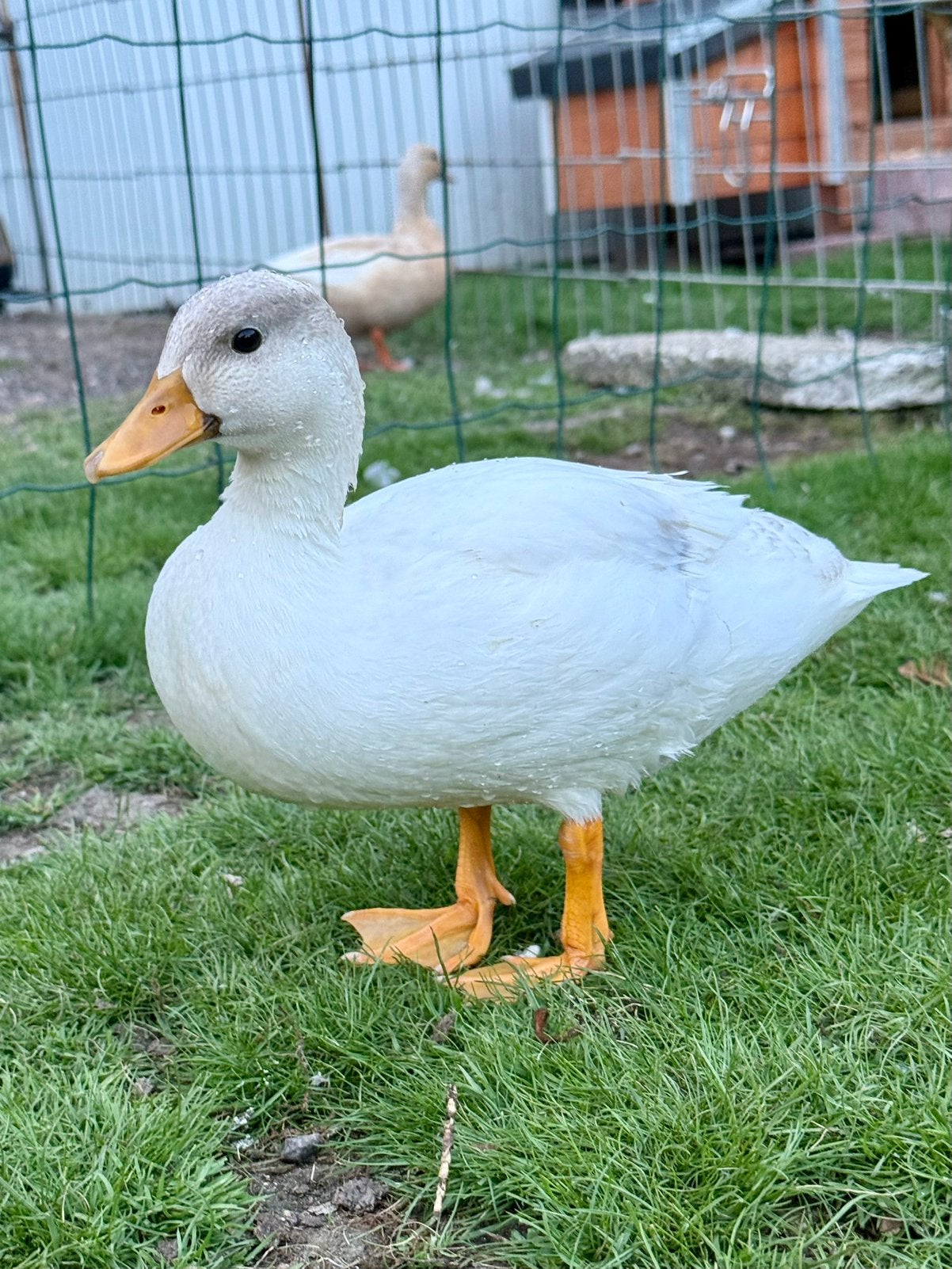 Lief kwaker mannetje, Dieren en Toebehoren