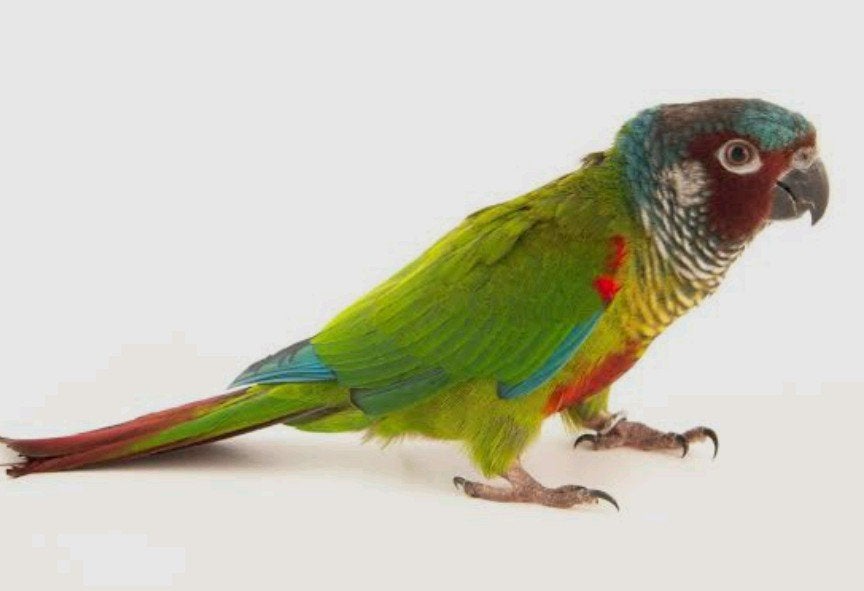 Pyrrhura Emma, Dieren en Toebehoren, Vogels | Parkieten en Papegaaien, Geringd