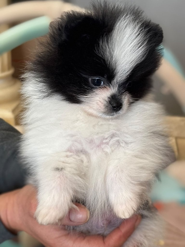 Pomeriaan pup (dwerg keesje) Rue, Loulou, Chien (mâle), Maladie de Carré (chiens), Belgique