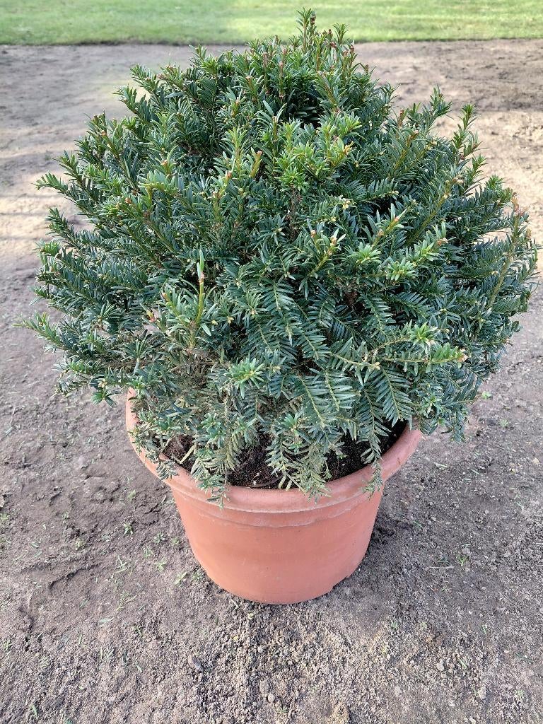 Taxus Baccata bollen, Ophalen, Taxus