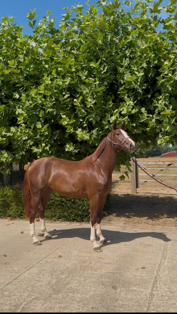 3jarige merrie emmerald x air jorden x darco, Dieren en Toebehoren, Merrie, Springpaard, Met stamboom, 3 tot 6 jaar