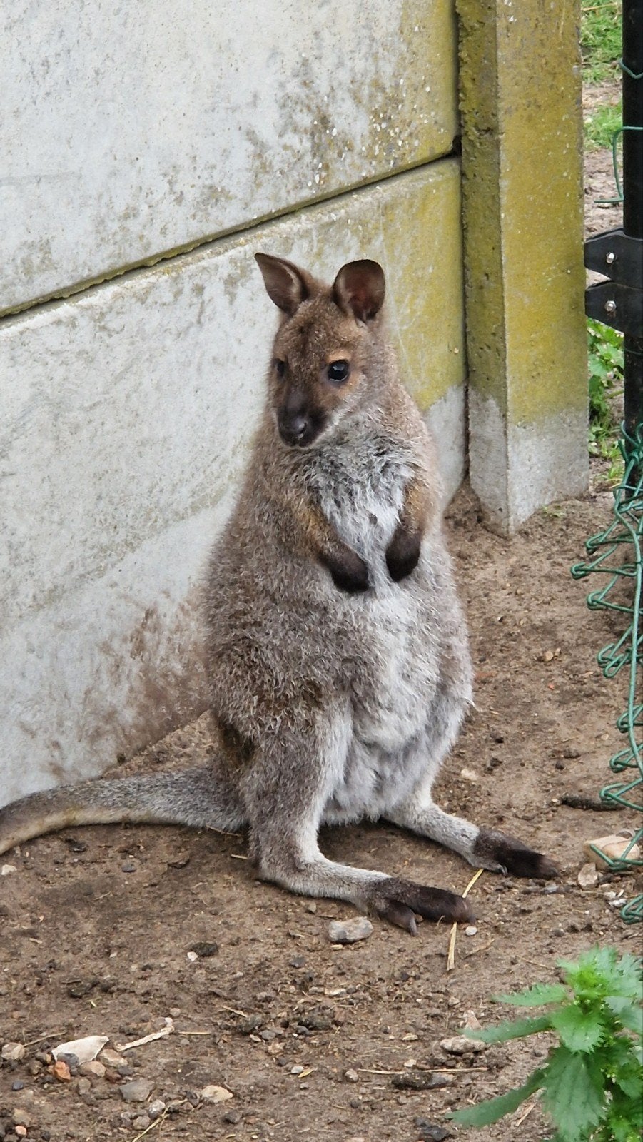 Bennett Wallaby, Januari, Mannelijk