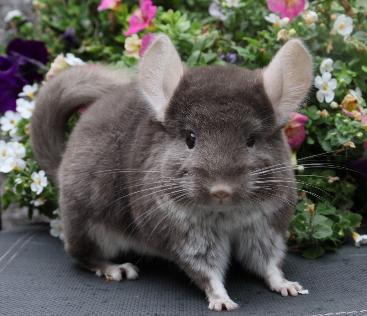 Chinchilla’s met stamboom, maatwerk terrarium en extra's, Animaux & Accessoires, Juillet, Mâle, Chinchilla