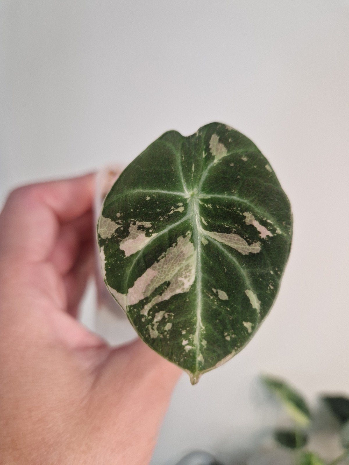 Prachtige Alocasia Black Velvet Pink baby, Maison & Meubles, Plantes d'intérieur, Autres espèces, Moins de 100 cm, Enlèvement