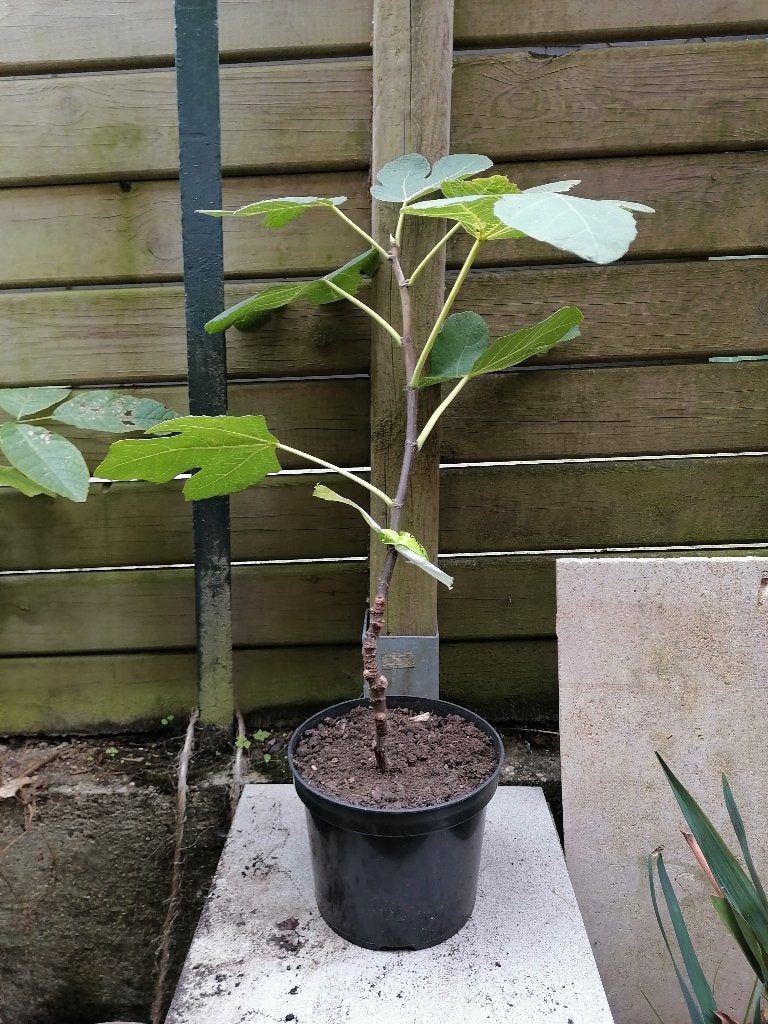 Figuier, Tuin en Terras, Ophalen, Volle zon, In pot, 250 tot 400 cm